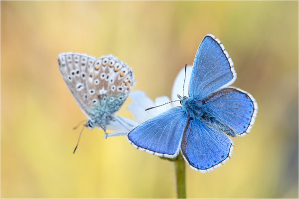 Himmelblauer Bläuling (Polyommatus bellargus), Deutschland, Baden-Württemberg