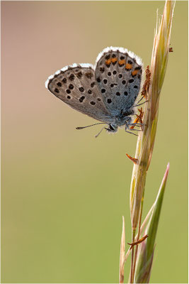 Blaugrauer Bläuling (Pseudophilotes batis), Männchen, Frankreich, Ardèche