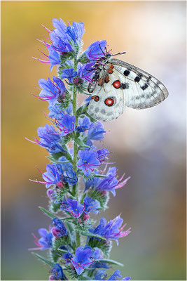 Roter Apollo (Parnassius apollo linnei), Schweden, Gotland