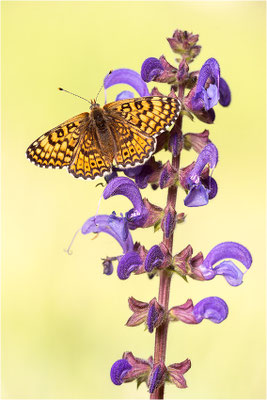 Wegerich-Scheckenfalter (Melitaea cinxia), Frankreich, Drôme