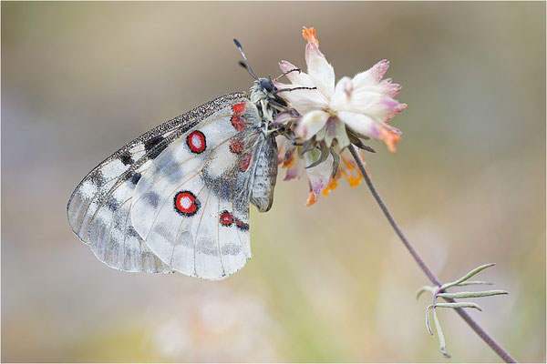 Roter Apollo (Parnassius apollo nivatus), Frankreich, Jura