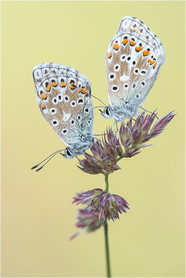 Himmelblauer Bläuling (Polyommatus bellargus), Deutschland, Baden-Württemberg