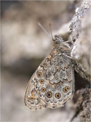 Mauerfuchs (Lasiommata megera), Frankreich, Ardèche