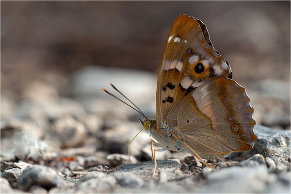 Kleiner Schillerfalter (Apatura ilia), Männchen, Deutschland, Baden-Württemberg