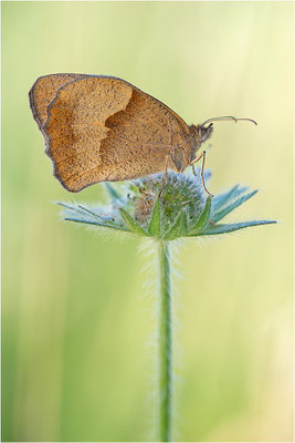 Großes Ochsenauge (Maniola jurtina), Deutschland, Baden-Württemberg