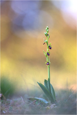 Ophrys aymoninii