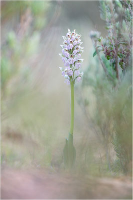 Milchweißes Knabenkraut (Neotinea lactea), Dep. Var, Frankreich
