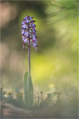 Purpur-Knabenkraut (Orchis purpurea), Frankreich, Drôme