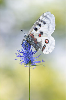 Roter Apollo (Parnassius apollo vercoricus), Frankreich, Dep. Isere