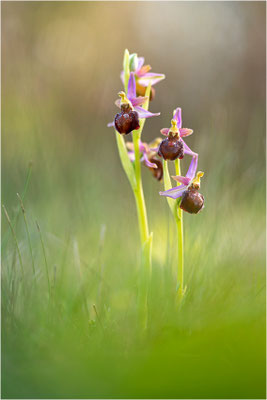 Moris Ragwurz (Ophrys morisii)