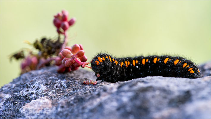 Roter Apollo (Parnasius apollo linnei)