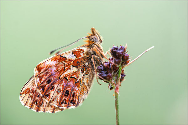 Natterwurz-Perlmuttfalter (Boloria titania), Frankreich, Dep. Hautes-Alpes