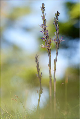 Violetter Dingel (Limodorum abortivum), Schweiz, Oberwallis