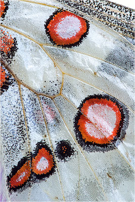 lithographicus