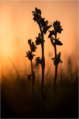 Hummel-Ragwurz (Ophrys fuciflora), Südlicher Oberrhein, Baden-Württemberg