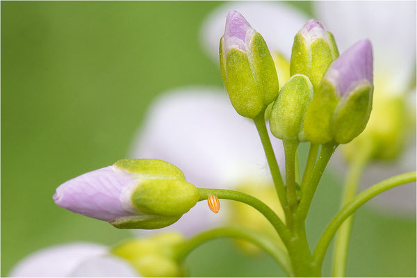 Aurorafalter (Anthocharis cardamines), Ei, Deutschland, Baden-Württemberg