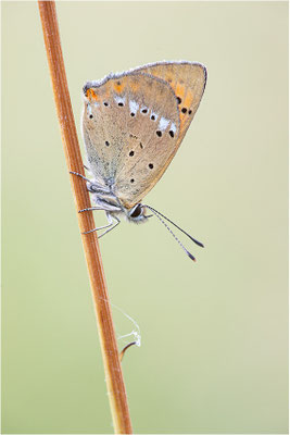 Dukaten-Feuerfalter (Lycaena virgaureae), Weibchen, Schweiz, Wallis, 1600m