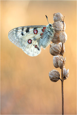 Roter Apollo (Parnassius apollo lozerae), Frankreich, Dep. Lozere
