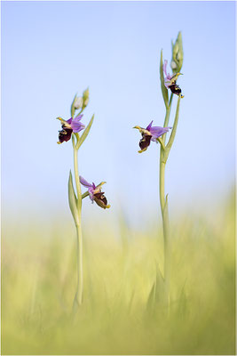 Ophrys fuciflora