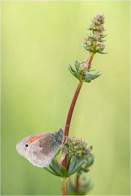Kleines Wiesenvögelchen (Coenonympha pamphilus), Deutschland, Baden-Württemberg
