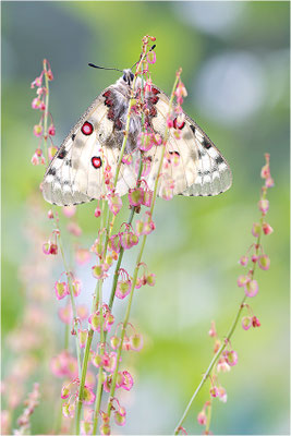 Hochalpen-Apollo (Parnassius phoebus), Italien, Region Aostatal
