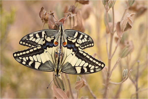 Schwalbenschwanz (Papilio machaon), Paarung, Frankreich, Bouches-du-Rhône