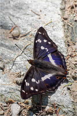 Großer Schillerfalter (Apatura iris), Männchen, Italien, Sondrio