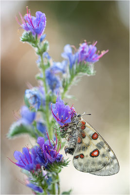 Roter Apollo (Parnassius apollo linnei), Schweden, Gotland