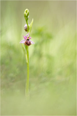Ophrys aveyronensis