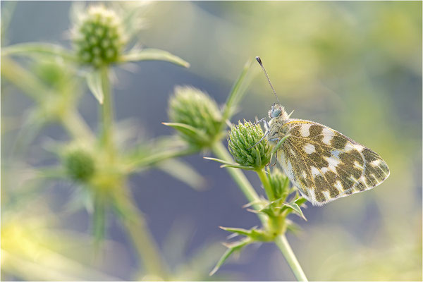 Resedaweißling (Pontia daplidice), Pyrenäen, Spanien