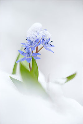 Zweiblättriger Blaustern (Scilla bifolia), Deutschland, Baden-Württemberg