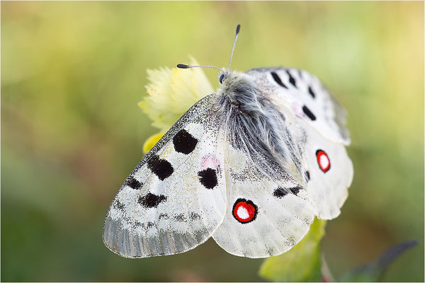 Roter Apollo (Parnassius apollo nivatus), Frankreich, Jura