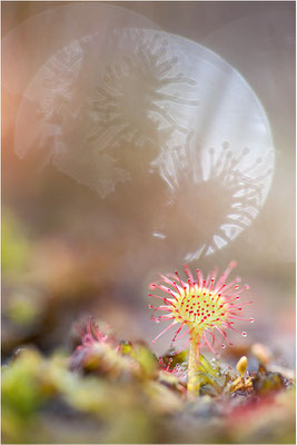 Rundblättriger Sonnentau (Drosera rotundifolia), Schweden, Bohuslän