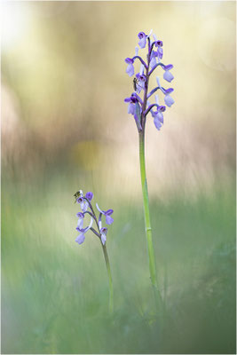 Langspornige Hundswurz (Anacamptis longicornu), Italien, Sardinien