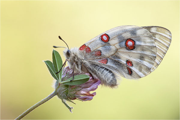 Roter Apollo (Parnassius apollo caloriferus), Schweiz, Kanton Wallis
