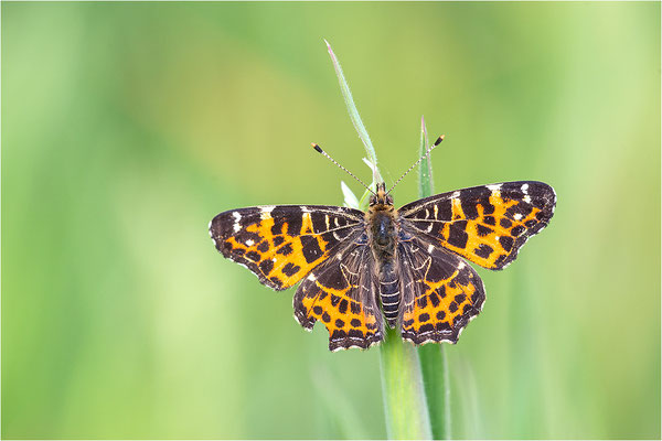 Landkärtchen (Araschnia levana), Frühjahrsform, Deutschland, Baden-Württemberg