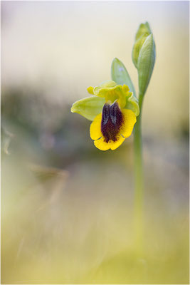 Ophrys lutea, Bouches-du-Rhône