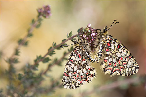 Spanischer Osterluzeifalter (Zerynthia rumina), Paarung, Frankreich, Ardèche