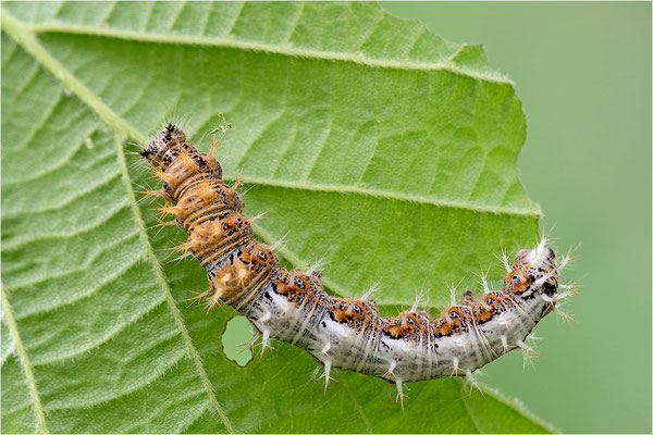 C-Falter