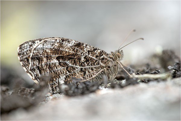 Rostbinde (Hipparchia semele), Schweden, Östergötland