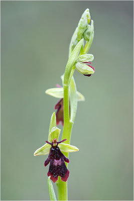 Fliegen-Ragwurz (Ophrys insectifera), Frankreich, Dep. Drôme
