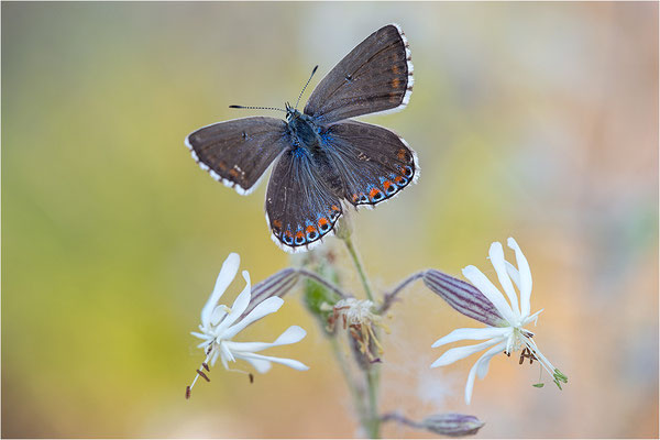 Himmelblauer Bläuling (Polyommatus bellargus), Weibchen, Deutschland, Baden-Württemberg