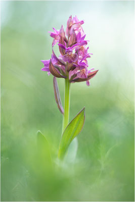 Holunder-Fingerwurz (Dactylorhiza sambucina), Frankreich, Dep. Drôme