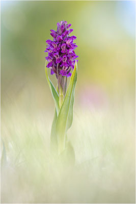 Fleischfarbene Fingerwurz (Dactylorhiza incarnata), Schweden, Gotland