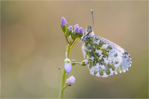Aurorafalter (Anthocharis cardamines), Weibchen, Deutschland, Baden-Württemberg