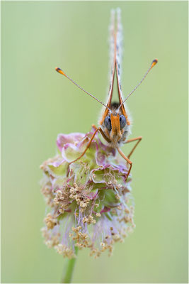 Roter Scheckenfalter (Melitaea didyma), Frankreich, Drôme
