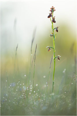 Ophrys aveyronensis