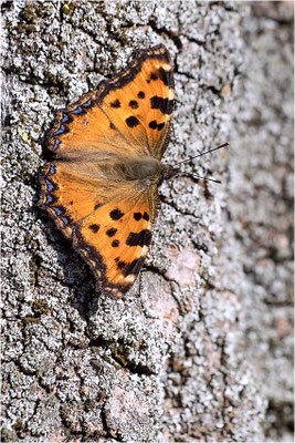 Großer Fuchs (Nymphalis polychloros), Deutschland, Baden-Württemberg