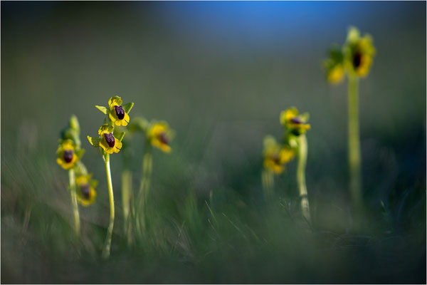 Ophrys lutea