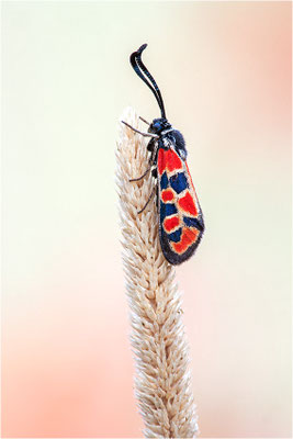 Bergkronwicken-Widderchen (Zygaena fausta), Spanien, Lleida